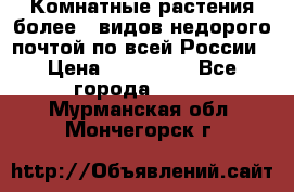 Комнатные растения более200видов недорого почтой по всей России › Цена ­ 100-500 - Все города  »    . Мурманская обл.,Мончегорск г.